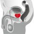 You2Toys - Priekšdziedzera masētājs - rotējošs prostata vibrators (melns)